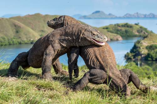 Day 11 Dragons Sparring in Komodo National Park