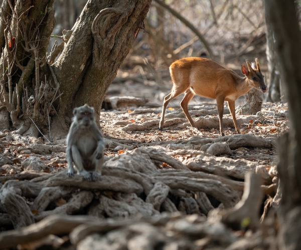 Deer and monkey in West Bali National Park