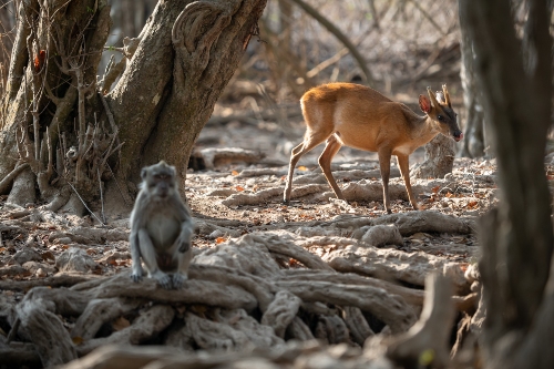 Deer and monkey in West Bali National Park