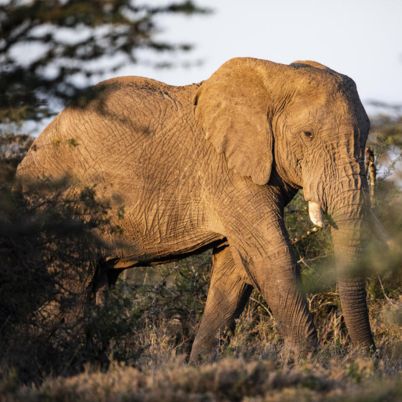 Elephant kenya segera