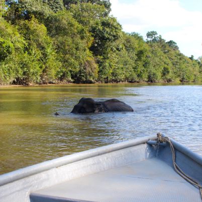 Elephant, Kinabatangan River, Borneo