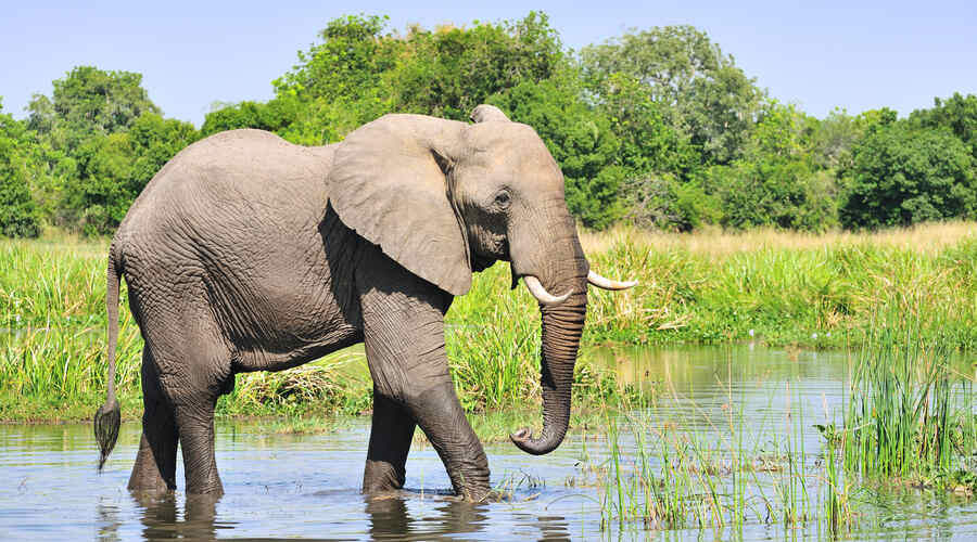 Elephant Murchison Falls