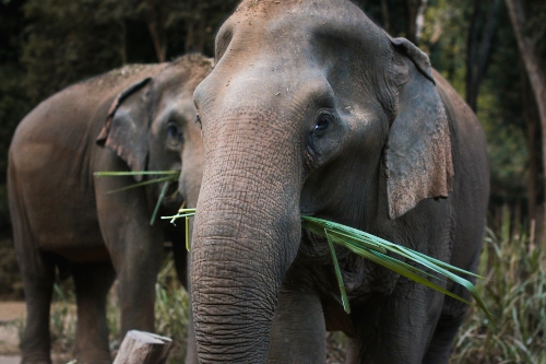 Elephant with bamboo Golden Triangle