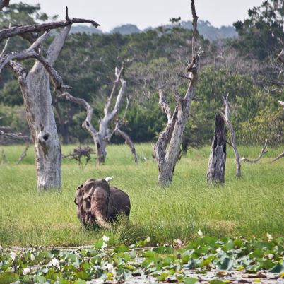 Elephant, Yala National Park, Sri Lanka