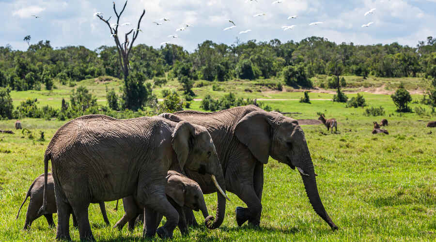 Elephants