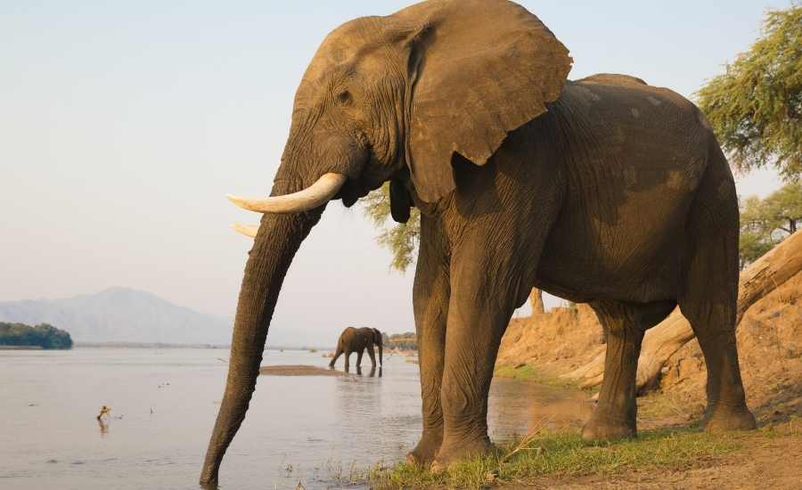 Elephants in South Luangwa Ntional Park