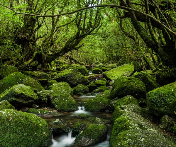 Enchanted Forest Yakushima