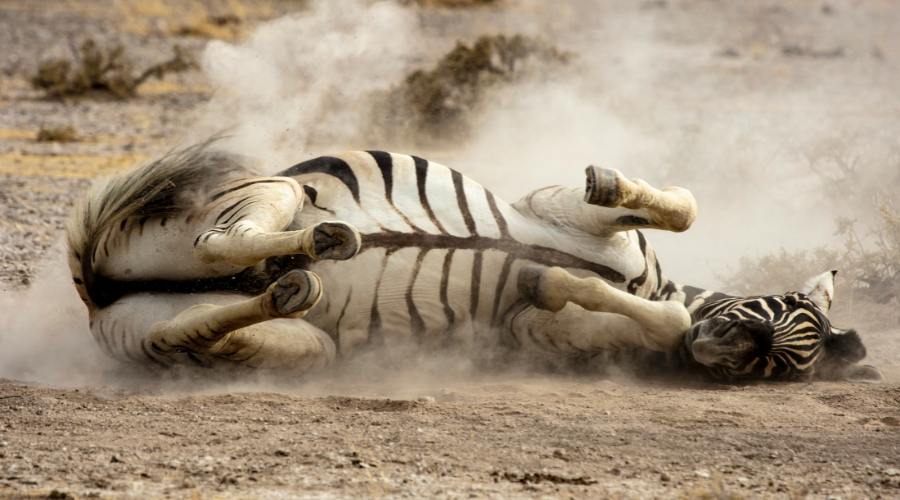 Etosha National Park