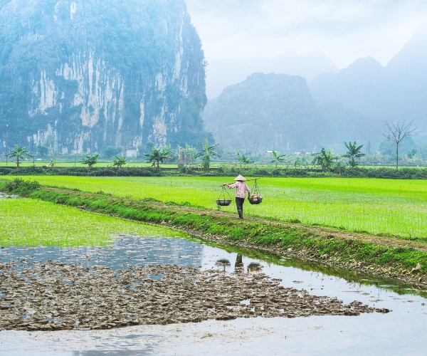 Farmer in Ninh Binh