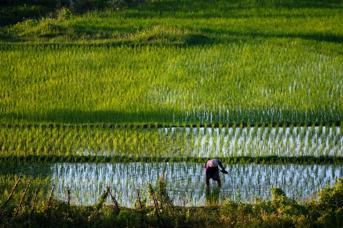 Farmer working in Sidemen Bali 1