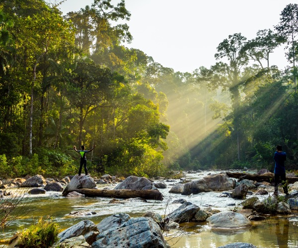 Forest in Taman Negara National Park Malaysia