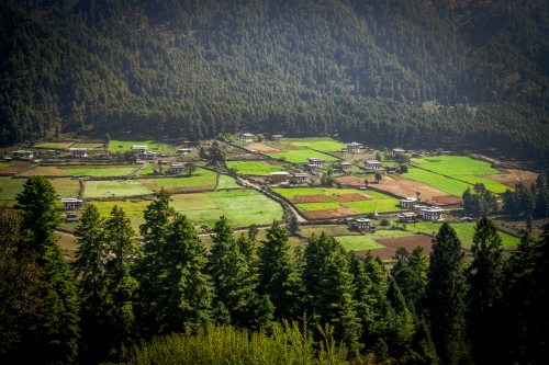 Gangtey forest and valley