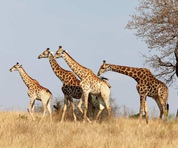 Giraffes South Africa