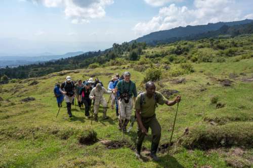 Gorilal trekking bisate 500x333 1