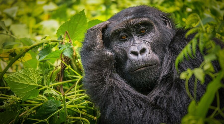 Gorilla Bwindi Uganda