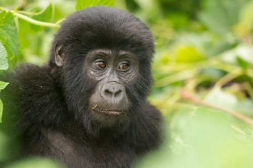 Gorilla Trekking Bwindi Uganda