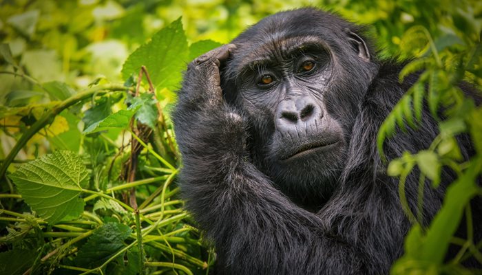 Gorilla Trekkng in Uganda