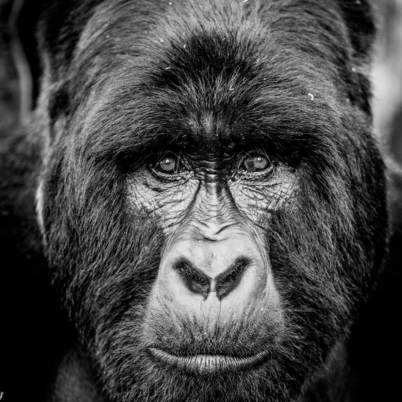 Gorilla virunga 2