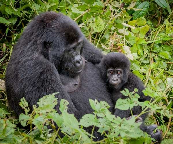 Gorillas Uganda 1