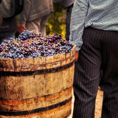 Grape Harvesting 402x402