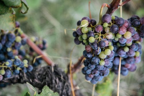 Grapes Korcula