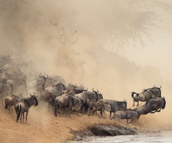 Great Migration Tanzania