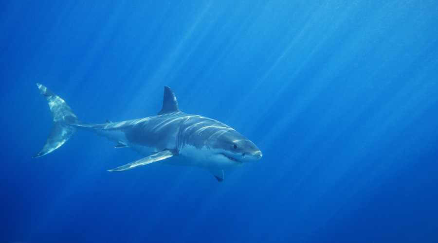 Great White Shark