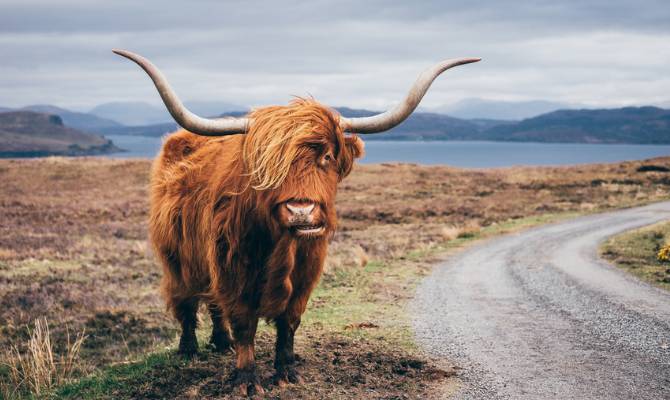 Hairy Scottish Yak on the road, Isle of Skye 670x400