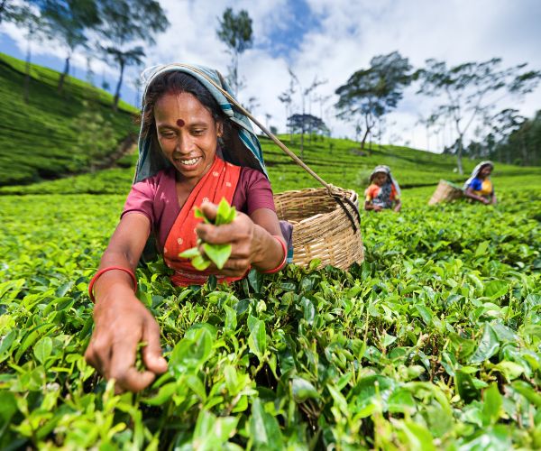 Hatton Sri lanka tea