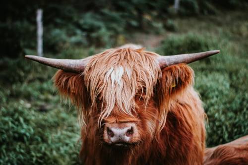 Highland Cattle 500 x 333