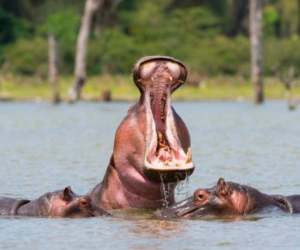 Hippo Tanzania