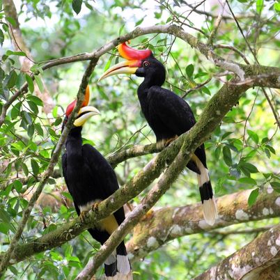 Hornbills in Tabin Reserve, Sabah, Borneo