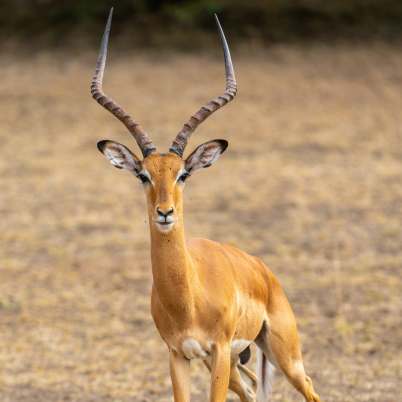 Impala Nyerere National Park 402