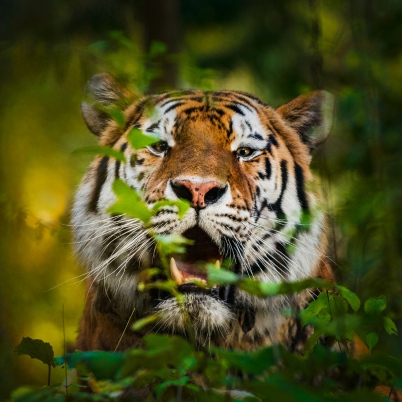 India Tiger