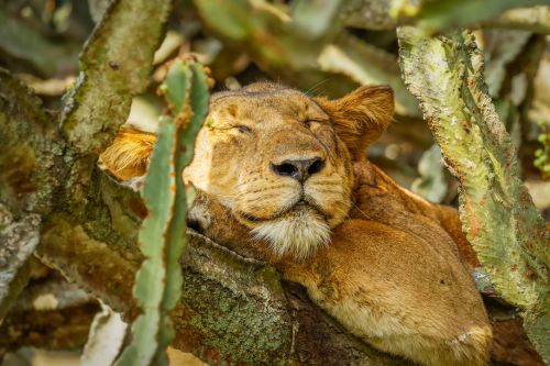 Ishasha Lion in a tree