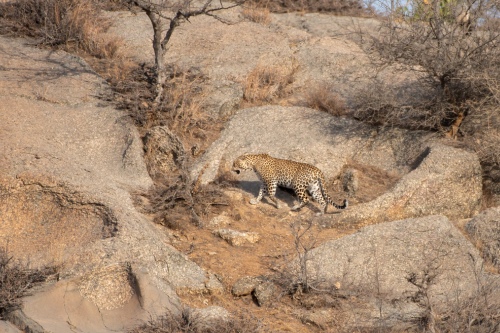 Jawai leopard