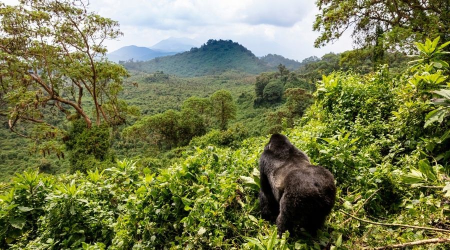 June Volcanoes National Park Rwanda 1 1