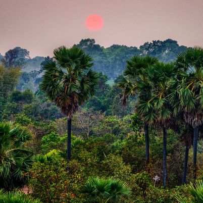 Jungle, Pre Rup, Cambodia