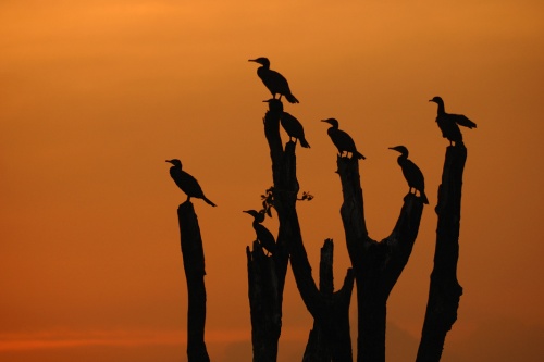 Kabini birds