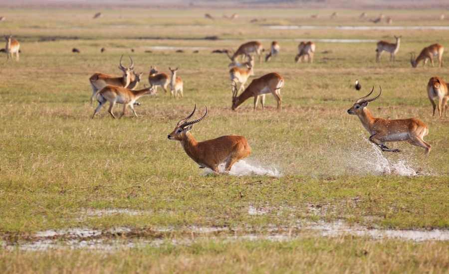 Kafue national park