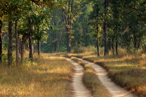 Kanha