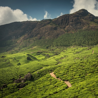 Kerala Tea Plantations