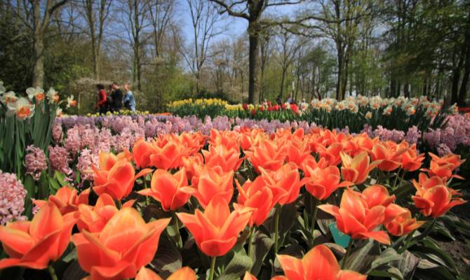 Keukenhof