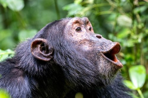 Kibale National Park Uganda