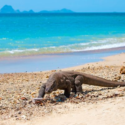 Komodo Dragon, Komodo, Indonesia