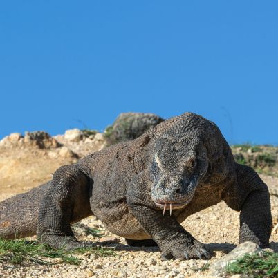 Komodo Dragon, Komodo Nature Park, Indonesia