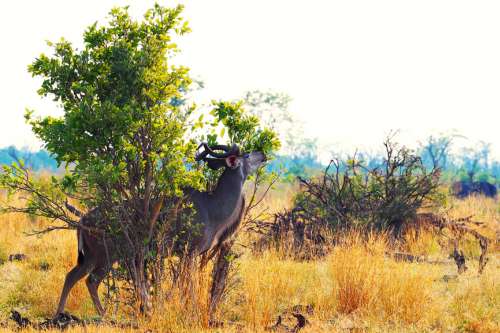 Kudu safari 500x333 1