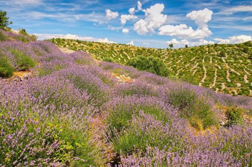 Lavender fields Hvar