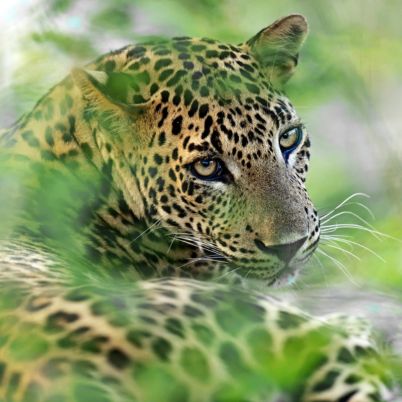 Leopard, Sri Lanka