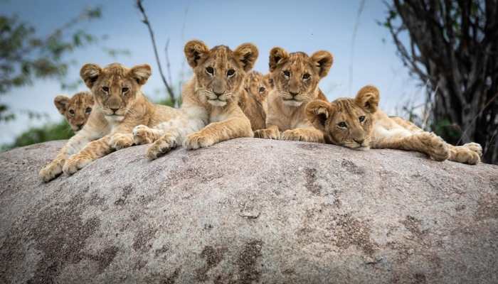 Lion cubs Nomad Lamai